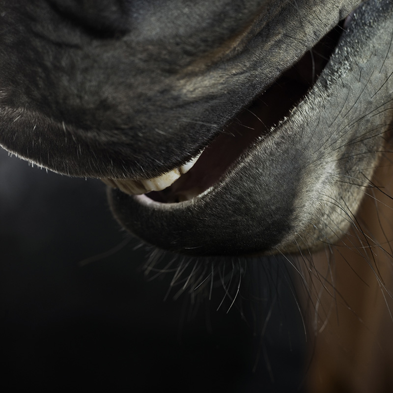 HORSE ART